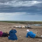 Guests observing elephant seals in Patagonia, Argentina.