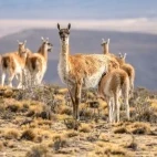 Herd of guanacos in Patagonia, Argentina.