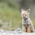 South American grey fox in Patagonia, Argentina.