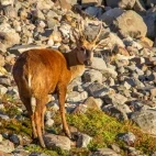 Huemul in Patagonia, Argentina.