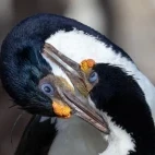 Imperial shag in Patagonia, Argentina.