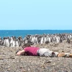 Photographer with a Magellanic penguin colony in Patagonia, Argentina.