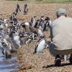 Guest observing Magellanic penguins near Estancia Rincon Chico, Argentina.