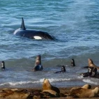 Orca near a colony of sea lions, in Patagonia, Argentina.