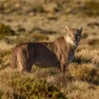 Puma in Patagonia, Argentina.