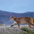 Puma in Patagonia, Argentina.