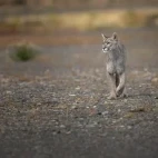 Puma in Patagonia, Argentina.