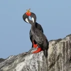 Red-legged cormorants in Patagonia, Argentina.