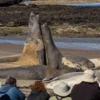 Elephant seals near Estancia Rincon Chico, Argentina.