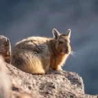 Viscacha in Patagonia, Argentina.