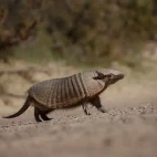 Armadillo in the Valdes Peninsula, Patagonia, Argentina.