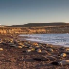 Elephant seals lying on a beach in Rincon Chico, Patagonia, Argentina.