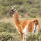 Guanaco in Patagonia, Argentina.