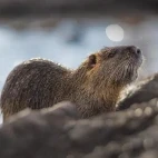 Nutria on a riverbank in Argentina.
