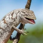 Bush anole in Brazil.