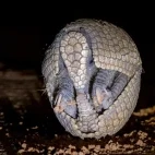 Three-banded armadillo in Bazil.