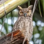 Great horned owl, Brazil.