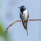 Horned sungem in Brazil.