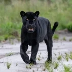 A melanistic jaguar in Trijuncao, Brazil.