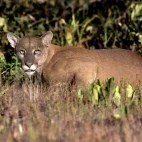Puma in Brazil.
