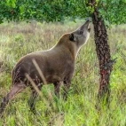Tapir in Brazil.