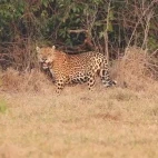 Jaguar amongst the grassland, Colombia.