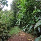 External view of the forest around Rancho Camana, Colombia.