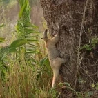 Southern tamandua climbing a tree in Colombia.