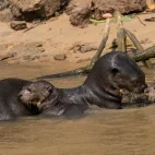 Giant river otters in the Pantanal, Brazil.