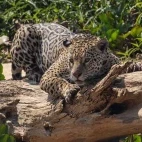 Jaguar scratching in the Pantanal, Brazil.