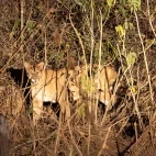 Puma in the Pantanal, Brazil.