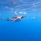 Snapshot of video
