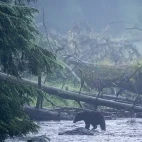 Black bear in Alaska.
