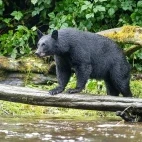Black bear in Alaska.