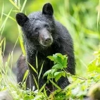Black bear in Alaska.