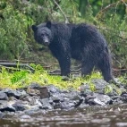 Black bear in Alaska.