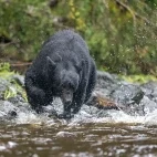 Black bear in Alaska.