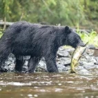 Black bear in Alaska.