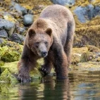 Grizzly bear in Alaska.