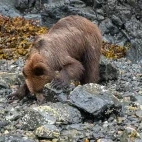 Grizzly bear in Alaska.