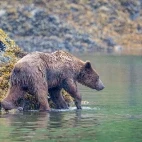 Grizzly bear in Alaska.