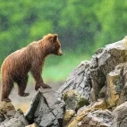 Grizzly bear in Alaska.