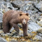 Grizzly bear in Alaska.
