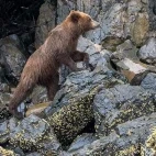 Grizzly bear in Alaska.