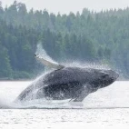 Humpback whale in Alaska.