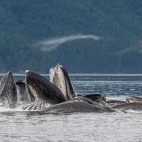 Humpback whale in Alaska.