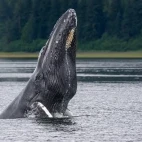 Humpback whale in Alaska.
