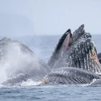 Humpback whale in Alaska.