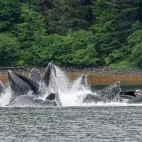 Humpback whale in Alaska.