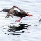Guillemot in Alaska.